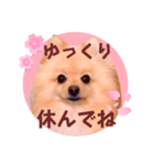ほんわか♡春♡ポメ推しスタンプ（個別スタンプ：27）