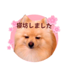 ほんわか♡春♡ポメ推しスタンプ（個別スタンプ：28）
