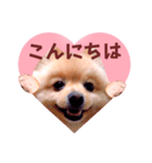 ほんわか♡春♡ポメ推しスタンプ（個別スタンプ：29）