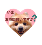 ほんわか♡春♡ポメ推しスタンプ（個別スタンプ：30）