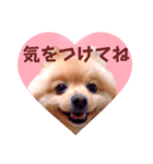 ほんわか♡春♡ポメ推しスタンプ（個別スタンプ：31）