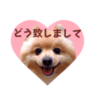 ほんわか♡春♡ポメ推しスタンプ（個別スタンプ：32）