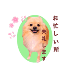 ほんわか♡春♡ポメ推しスタンプ（個別スタンプ：33）