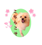ほんわか♡春♡ポメ推しスタンプ（個別スタンプ：34）