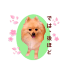 ほんわか♡春♡ポメ推しスタンプ（個別スタンプ：35）