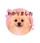 ほんわか♡春♡ポメ推しスタンプ（個別スタンプ：37）