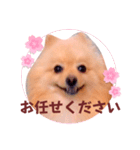 ほんわか♡春♡ポメ推しスタンプ（個別スタンプ：38）