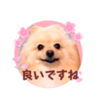 ほんわか♡春♡ポメ推しスタンプ（個別スタンプ：39）
