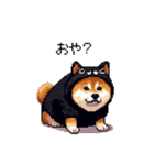 黒猫太っちょ柴犬（個別スタンプ：12）