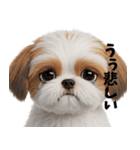 かわいいシーズーの表情3Dスタンプ（個別スタンプ：4）