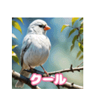 おしゃま文鳥スタンプ（個別スタンプ：16）