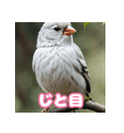 おしゃま文鳥スタンプ（個別スタンプ：26）