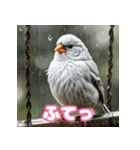 おしゃま文鳥スタンプ（個別スタンプ：29）