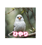 おしゃま文鳥スタンプ（個別スタンプ：33）