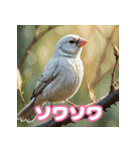おしゃま文鳥スタンプ（個別スタンプ：39）