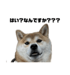 柴犬トキ5（個別スタンプ：1）