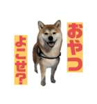 柴犬トキ5（個別スタンプ：2）