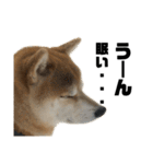 柴犬トキ5（個別スタンプ：3）