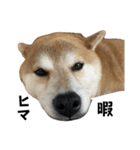 柴犬トキ5（個別スタンプ：5）