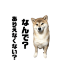 柴犬トキ5（個別スタンプ：7）
