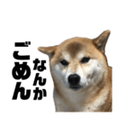 柴犬トキ5（個別スタンプ：10）