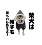 柴犬トキ5（個別スタンプ：11）
