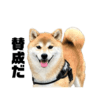 柴犬トキ5（個別スタンプ：12）