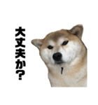 柴犬トキ5（個別スタンプ：14）