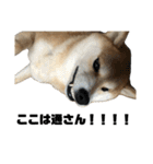 柴犬トキ5（個別スタンプ：16）