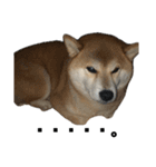 柴犬トキ5（個別スタンプ：17）