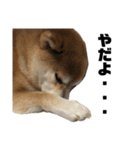 柴犬トキ5（個別スタンプ：18）