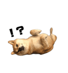 柴犬トキ5（個別スタンプ：19）