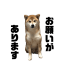 柴犬トキ5（個別スタンプ：21）