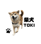 柴犬トキ5（個別スタンプ：24）