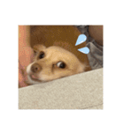 ゆっけ特集（個別スタンプ：4）