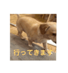 ゆっけ特集（個別スタンプ：6）