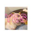 ゆっけ特集（個別スタンプ：10）
