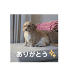 ゆっけ特集（個別スタンプ：20）