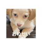 ゆっけ特集（個別スタンプ：30）