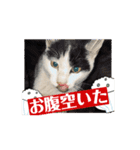 のら猫大福の生活①（個別スタンプ：5）