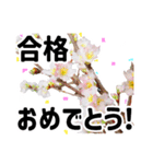 *花*春のお祝い 合格 卒業 入学 就職（個別スタンプ：2）