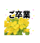 *花*春のお祝い 合格 卒業 入学 就職（個別スタンプ：8）