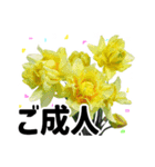 *花*春のお祝い 合格 卒業 入学 就職（個別スタンプ：11）