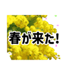 *花*春のお祝い 合格 卒業 入学 就職（個別スタンプ：20）