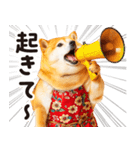 柴犬ママ【家族連絡】（個別スタンプ：1）