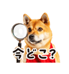 柴犬ママ【家族連絡】（個別スタンプ：7）