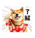 柴犬ママ【家族連絡】（個別スタンプ：11）