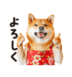 柴犬ママ【家族連絡】（個別スタンプ：12）