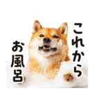 柴犬ママ【家族連絡】（個別スタンプ：14）