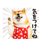 柴犬ママ【家族連絡】（個別スタンプ：16）